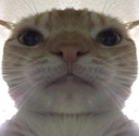 cat_stare Discord emoji