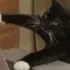 cattype