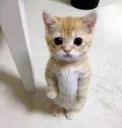catstand