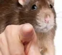 forMeg