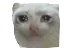 Cryingcat cryingcat Discord Emoji