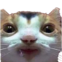 drooled drooled