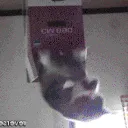 catbox2
