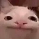 bruhcat