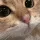 lait_a_catstare2