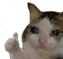 Sad_Cat_Thumbs_Up