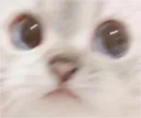 eyescat