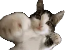 catpunch