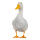 PR_Ducc