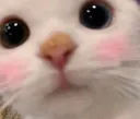 blushcat