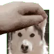 petthebuddy