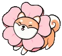 Shiba