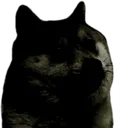 voiddoge