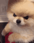 angridogo Discord emoji