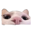 catlurk