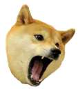 doge_attac_ud