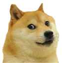 doge_uncomfortable_ud