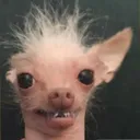 wtf