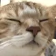 catvibe