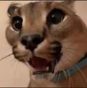floppasuprise