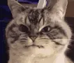 grumpycat