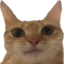 cat_STARE_CC