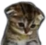 sadcat Discord Emoji