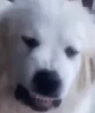 DisgustDog