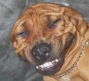 hehehe