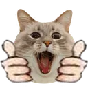 9wow_cat