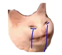 Cryingkat Discord Emoji