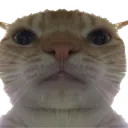 catstare