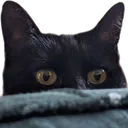 cattiepeek