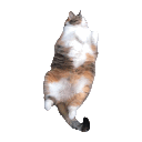 Cat Dance cat_dance Discord Emoji