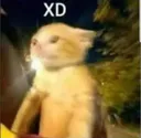 GatoXD
