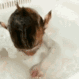 CD_MonkeyBath