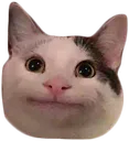 polite_cat Discord Emoji