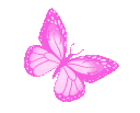 CD_ButterflyPink