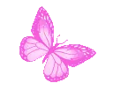 CD_ButterflyPink