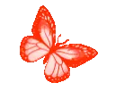 CD_ButterflyOrange