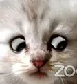 monkaCat