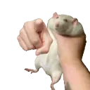 rat_point