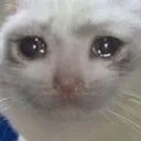 sadcat