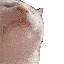 CatJAM