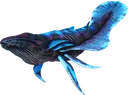 astrocetus