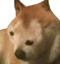 Boopis