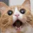 cat_shock