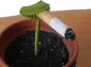 LaPlanta