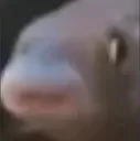 poggersfish