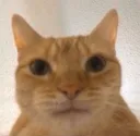 catcontemplating